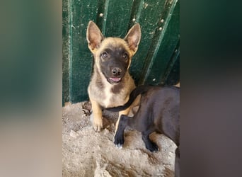Belg.Schäfi ♥Curly♥ Welpenschnute sucht ihre erfahrenen Menschen ♥