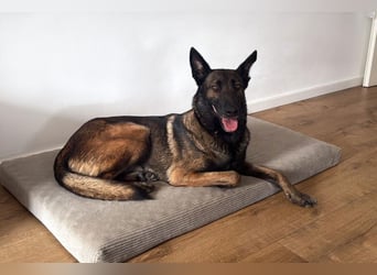 Laika ❤️ wartet in 50259 Pulheim auf deinen Besuch
