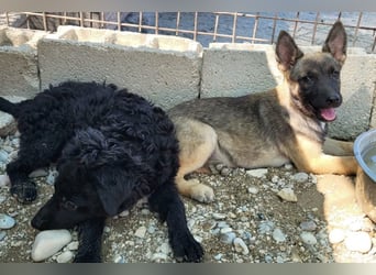 Belg.Schäfi ♥Curly♥ Welpenschnute sucht ihre erfahrenen Menschen ♥
