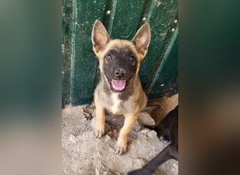 Belg.Schäfi ♥Curly♥ Welpenschnute sucht ihre erfahrenen Menschen ♥