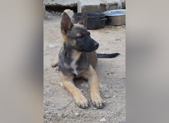 Belg.Schäfi ♥Curly♥ Welpenschnute sucht ihre erfahrenen Menschen ♥