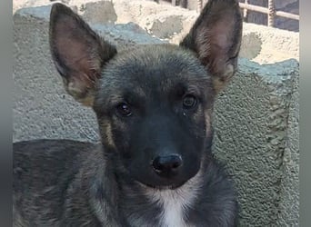 Belg.Schäfi ♥Curly♥ Welpenschnute sucht ihre erfahrenen Menschen ♥