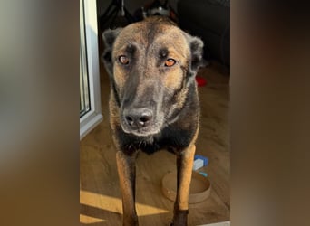 Laika ❤️ wartet in 50259 Pulheim auf deinen Besuch