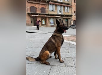 Laika ❤️ wartet in 50259 Pulheim auf deinen Besuch