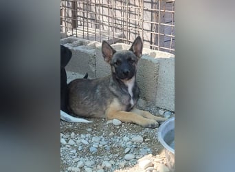 Belg.Schäfi ♥Curly♥ Welpenschnute sucht ihre erfahrenen Menschen ♥