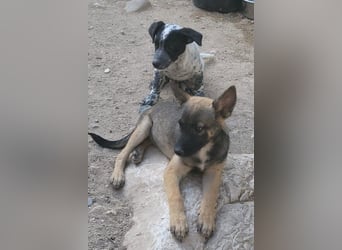Belg.Schäfi ♥Curly♥ Welpenschnute sucht ihre erfahrenen Menschen ♥