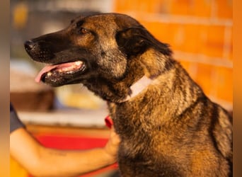 Belg. Schäferhündin Brita ❤️ sucht aktive Familie