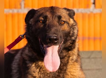 Belg. Schäferhündin Brita ❤️ sucht aktive Familie