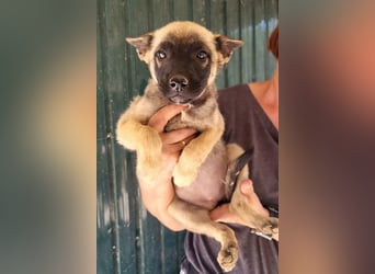 Belg.Schäfi ♥Curly♥ Welpenschnute sucht ihre erfahrenen Menschen ♥