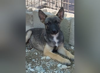Belg.Schäfi ♥Curly♥ Welpenschnute sucht ihre erfahrenen Menschen ♥