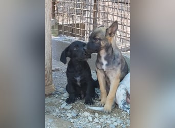 Belg.Schäfi ♥Curly♥ Welpenschnute sucht ihre erfahrenen Menschen ♥