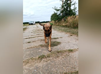 Ina auf Pflegestelle in 04849 Bad Düben
