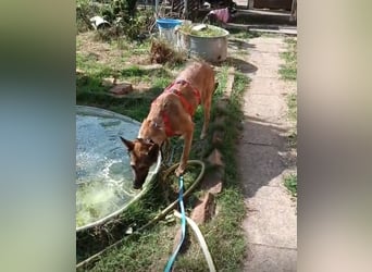 Ina auf Pflegestelle in 04849 Bad Düben