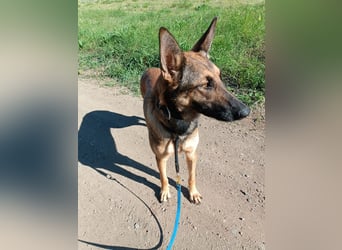 Ina auf Pflegestelle in 04849 Bad Düben