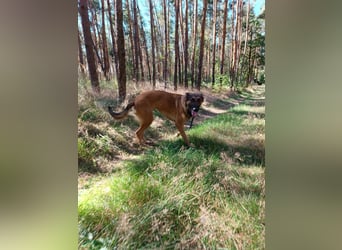 Ina auf Pflegestelle in 04849 Bad Düben