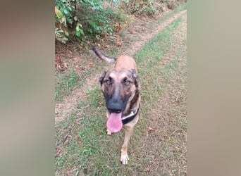 Ina auf Pflegestelle in 04849 Bad Düben