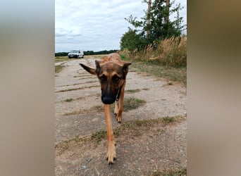 Ina auf Pflegestelle in 04849 Bad Düben