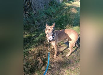 Ina auf Pflegestelle in 04849 Bad Düben