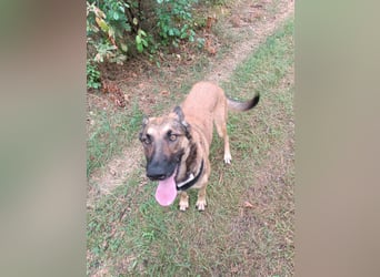 Ina auf Pflegestelle in 04849 Bad Düben