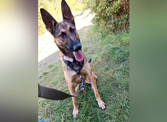 Ina auf Pflegestelle in 04849 Bad Düben