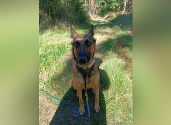 Ina auf Pflegestelle in 04849 Bad Düben