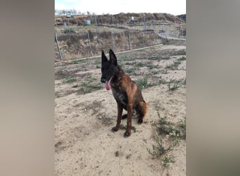 Tito, ehemaliger Polizeihund sucht Happyend