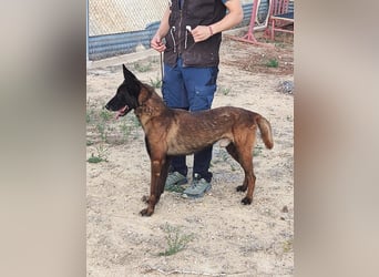 Tito, gehorsam und menschenbezogen