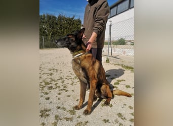 Tito, gehorsam und menschenbezogen