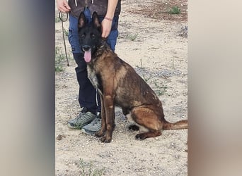 Tito, gehorsam und menschenbezogen