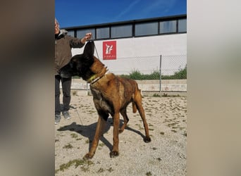 Tito, gehorsam und menschenbezogen