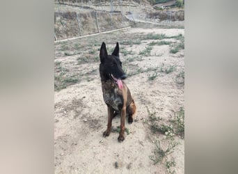 Tito, ehemaliger Polizeihund sucht Happyend