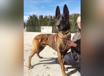 Tito, ehemaliger Polizeihund sucht Happyend