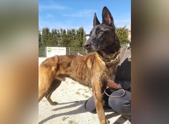 Tito, gehorsam und menschenbezogen