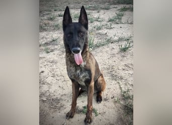 Tito, gehorsam und menschenbezogen