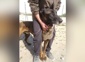 Tito, gehorsam und menschenbezogen