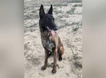 Tito, gehorsam und menschenbezogen