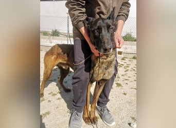 Tito, gehorsam und menschenbezogen