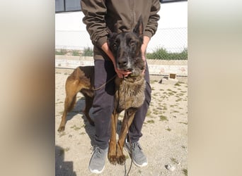 Tito, ehemaliger Polizeihund sucht Happyend