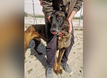 Tito, gehorsam und menschenbezogen