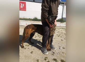 Tito, ehemaliger Polizeihund sucht Happyend