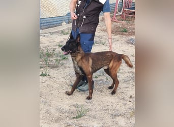 Tito, ehemaliger Polizeihund sucht Happyend