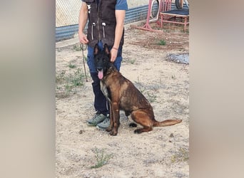 Tito, ehemaliger Polizeihund sucht Happyend