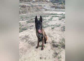 Tito, ehemaliger Polizeihund sucht Happyend