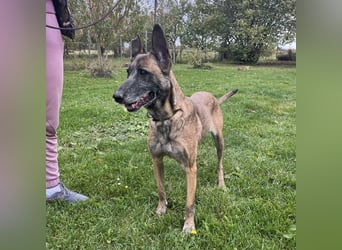 Gea noch fit wie ein Turnschuh