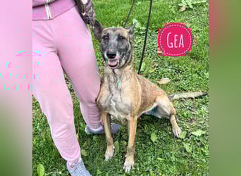 Gea noch fit wie ein Turnschuh