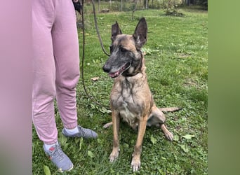 Gea noch fit wie ein Turnschuh