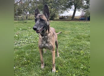 Gea noch fit wie ein Turnschuh