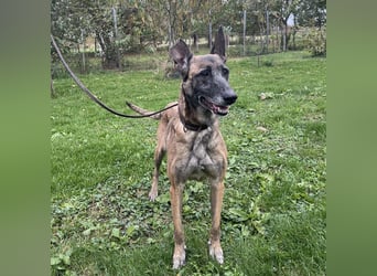 Gea noch fit wie ein Turnschuh