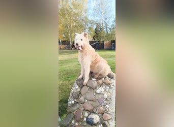 Messi, ein Hund mit viel Potential und einfach nur lieb