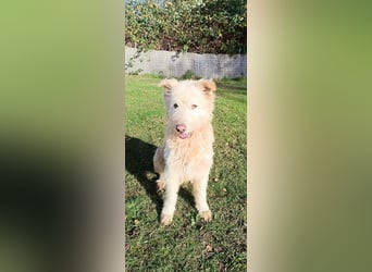 Messi, ein Hund mit viel Potential und einfach nur lieb